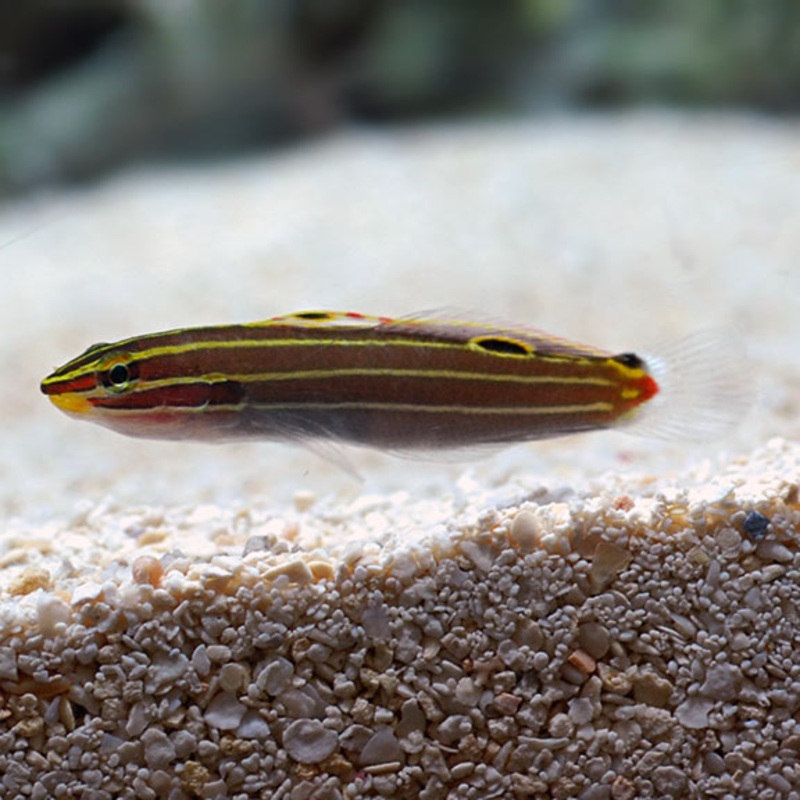 Amblygobius hectori
