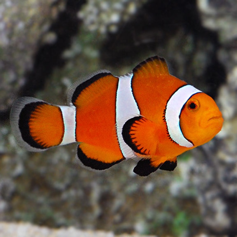 Amphiprion ocellaris