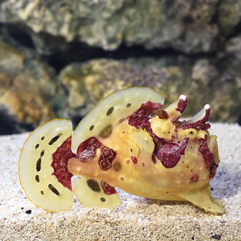 Antennarius maculatus