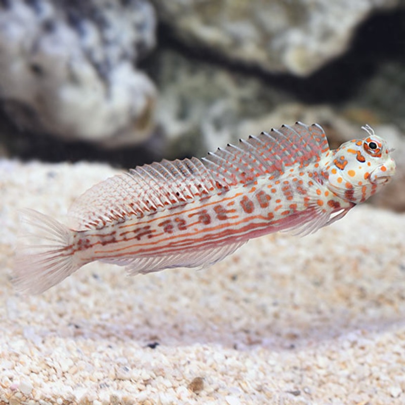 Blenniella chrysospilos
