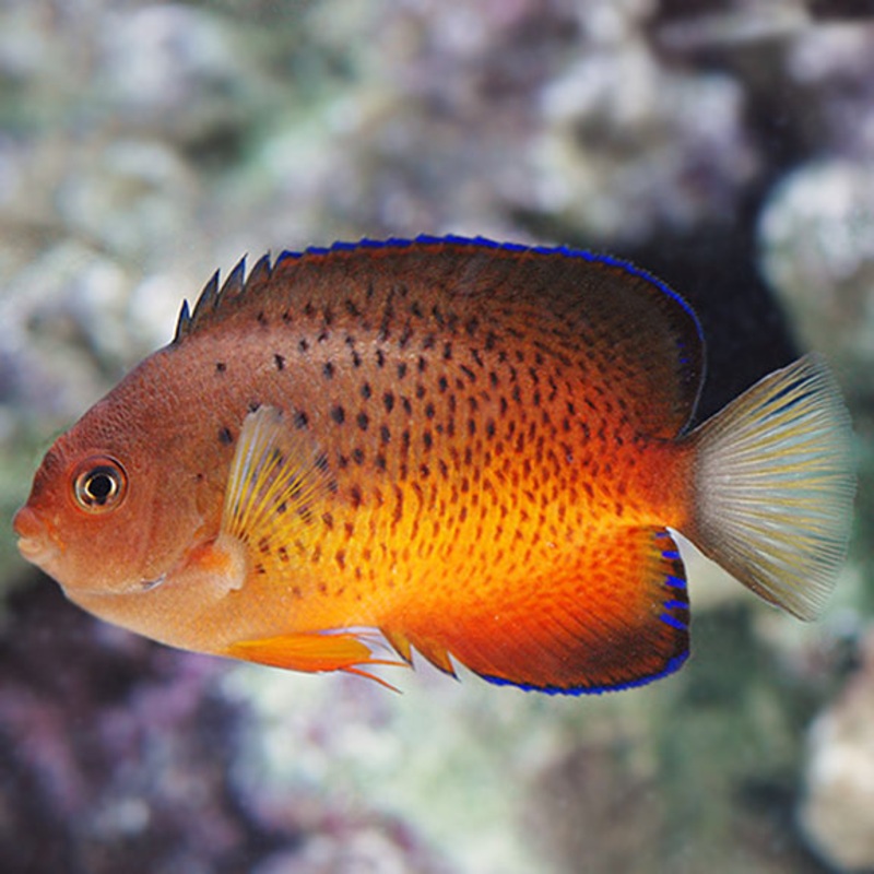 Centropyge ferrugata