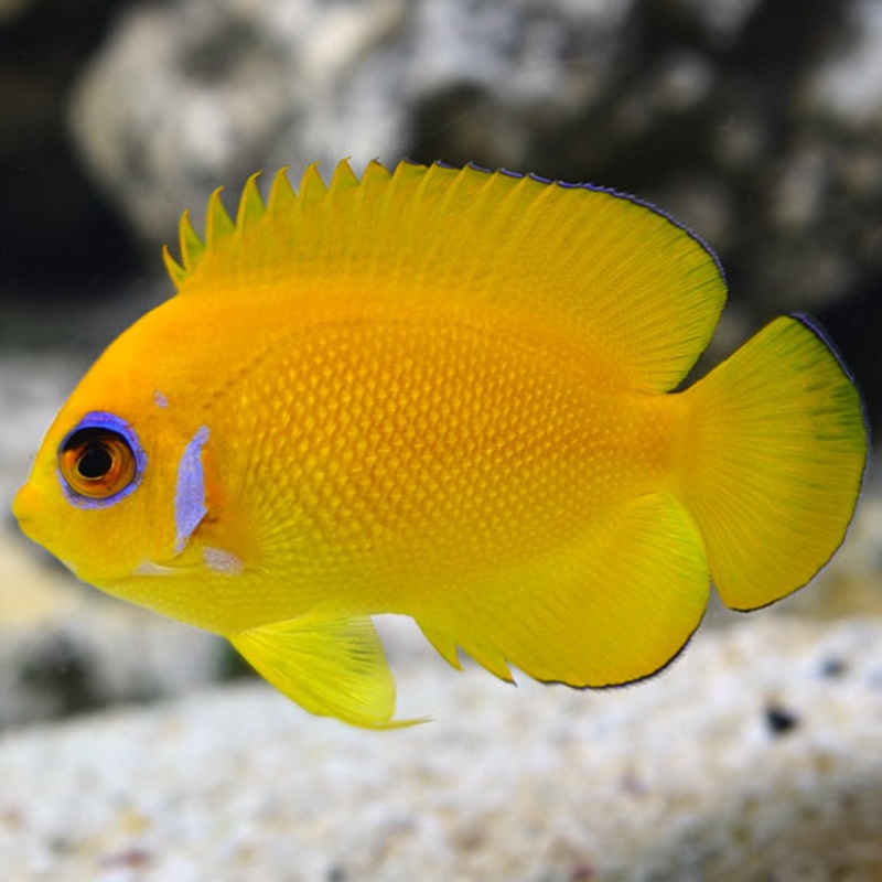 Centropyge flavissima