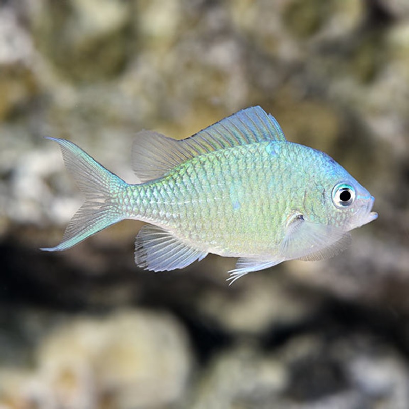 Chromis viridis