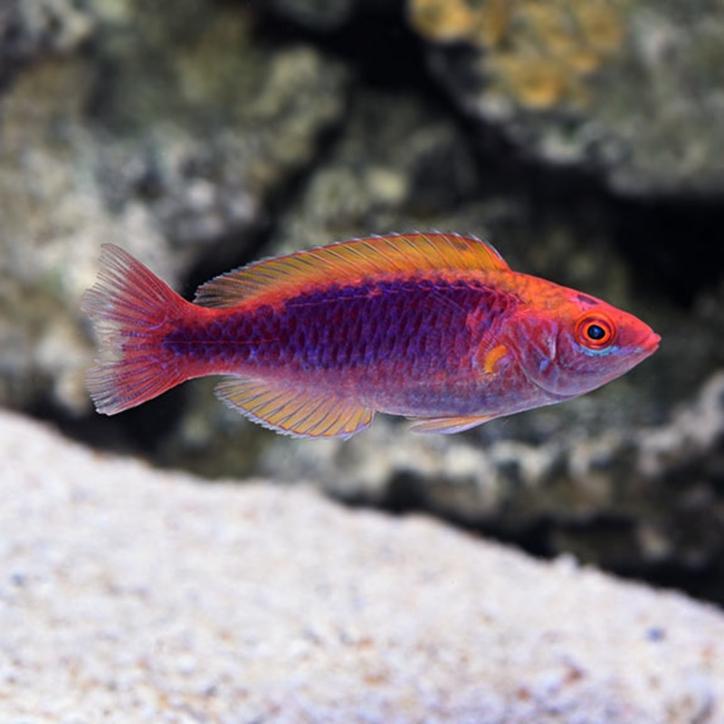 Cirrhilabrus Lubbocki