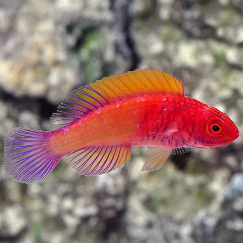 Cirrhilabrus rubrisquamis