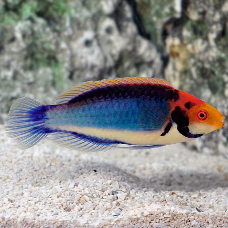 Cirrhilabrus solorensis