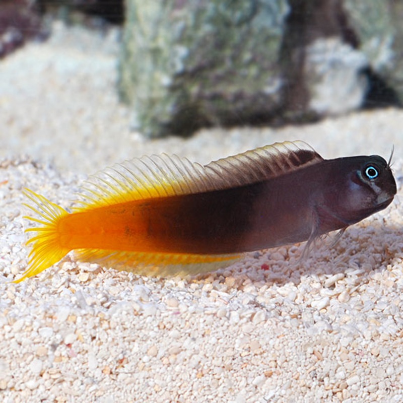 Ecsenius bicolor