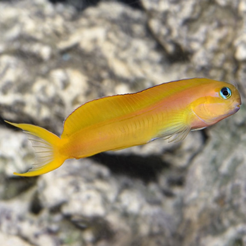Ecsenius midas