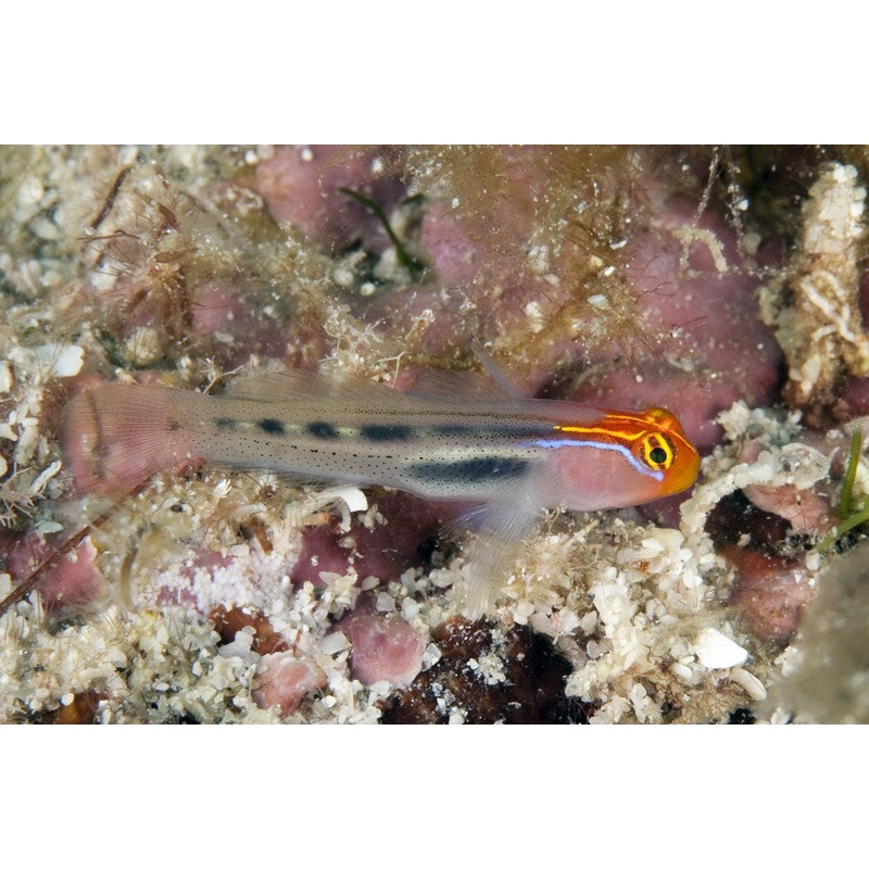 Elacatinus puncticulatus M