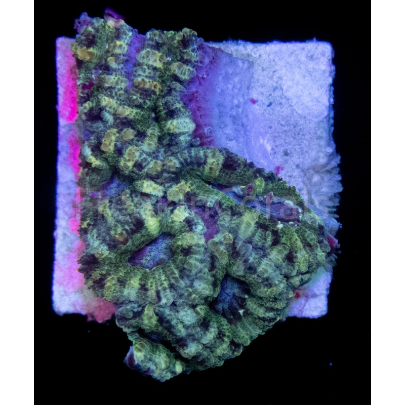 FK Green & Blue Micromussa