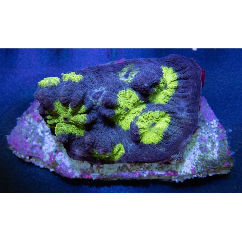 FK Hemlock Mycedium