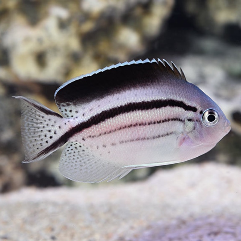 Genicanthus lamarck