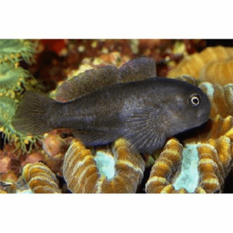 Gobiodon acicularis