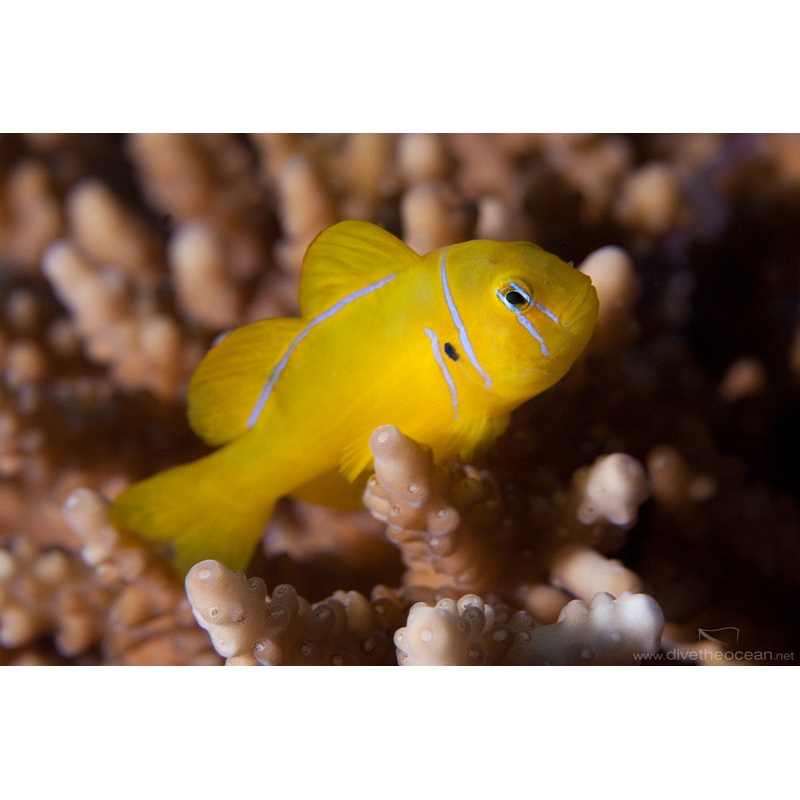 Gobiodon citrinus