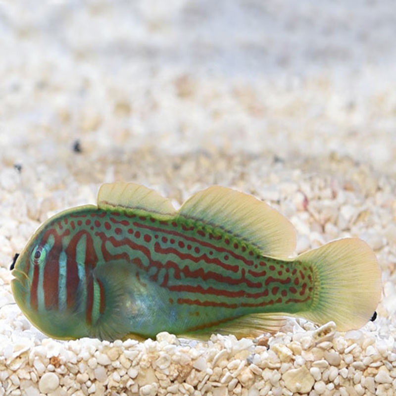 Gobiodon Histrio