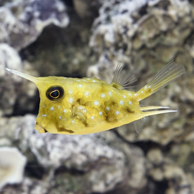 Lactoria cornuta