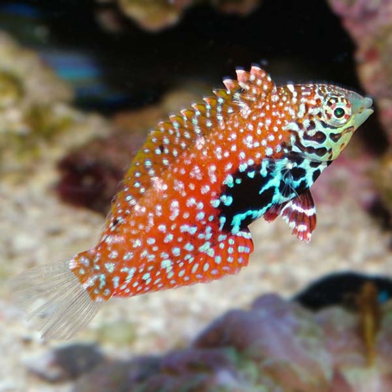Macropharyngodon bipartitus