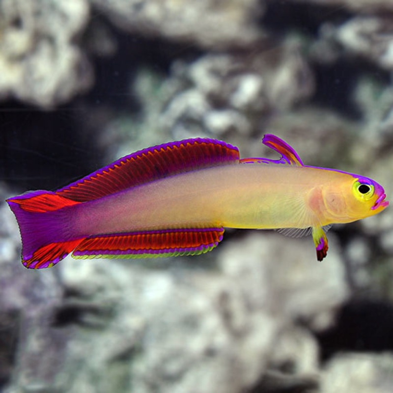 Nemateleotris exquisita