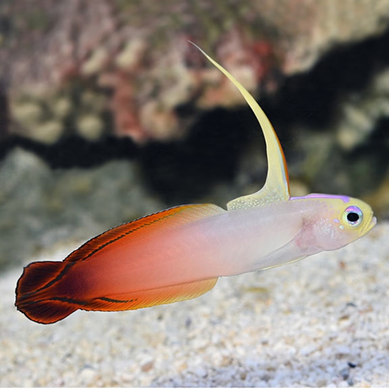 Nemateleotris magnifica