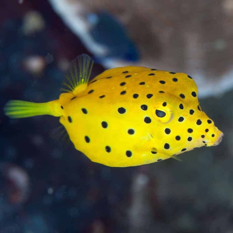 Ostracion cubicus