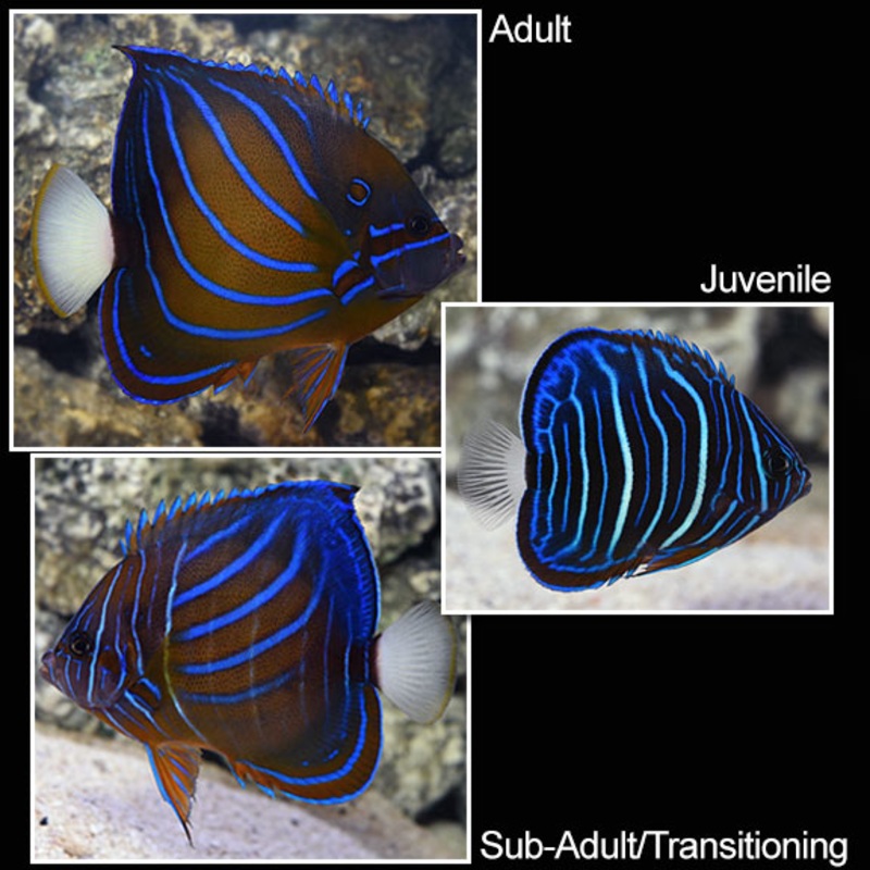 Pomacanthus annularis