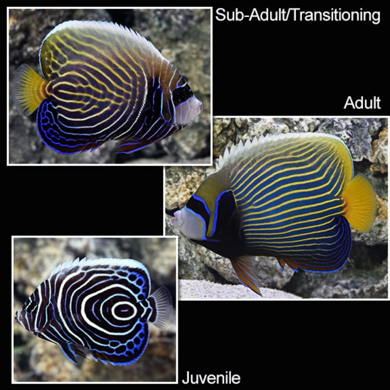 Pomacanthus imperator