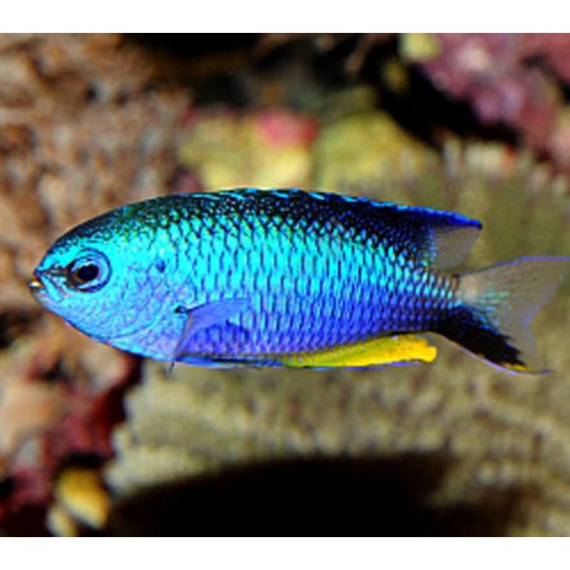Pomacentrus alleni