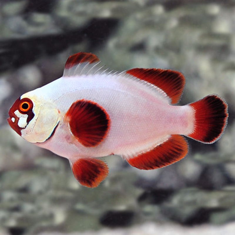 Premnas biaculeatus - Gold Nugget
