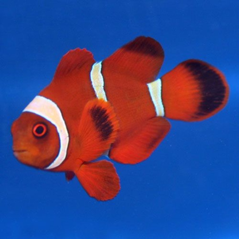 Premnas biaculeatus - Yellow