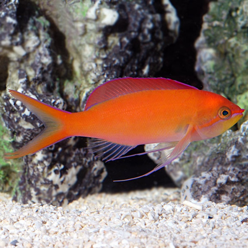 Pseudanthias dispar