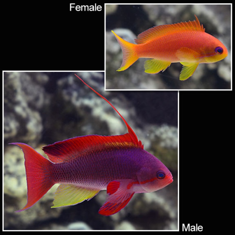 Pseudanthias squamipinnis