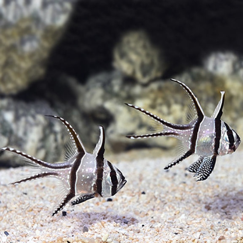 Pterapogon kauderni (Tank Bred)