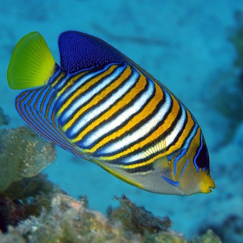 Pygoplites diacanthus