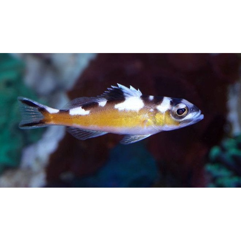 Serranus tabacarius