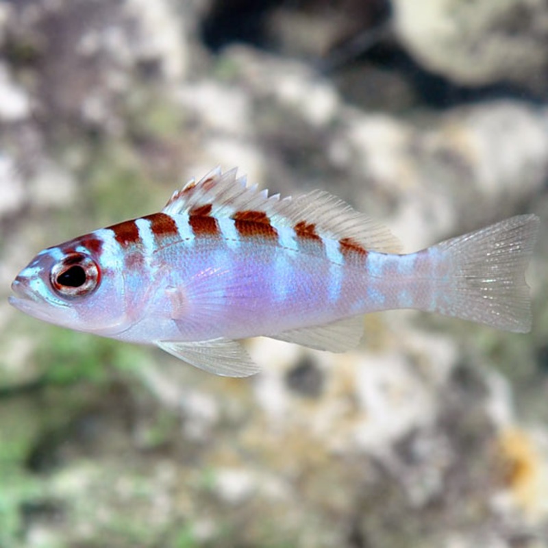 Serranus tortugarum