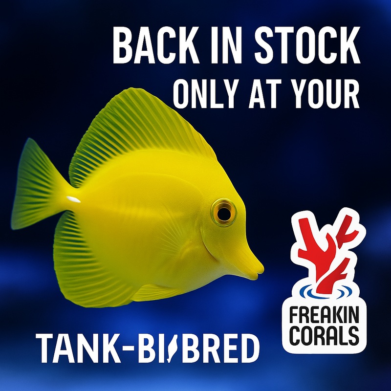 Zebrasoma Flavescens - Tank Bred