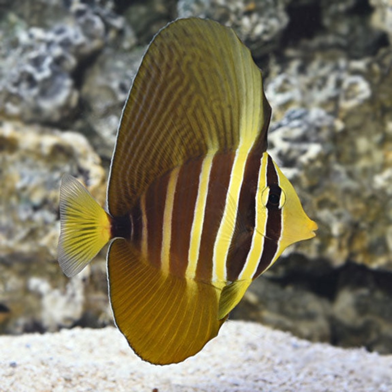 Zebrasoma Velifer