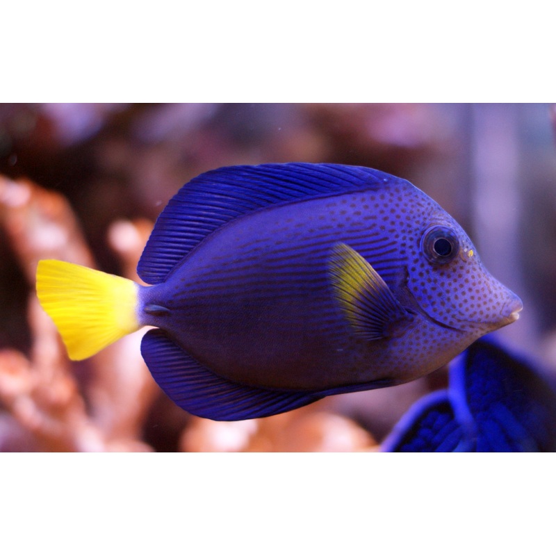 Zebrasoma Xanthurum