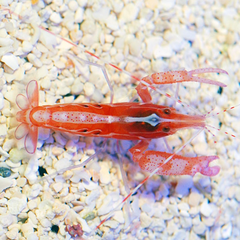 Alpheus Armatus