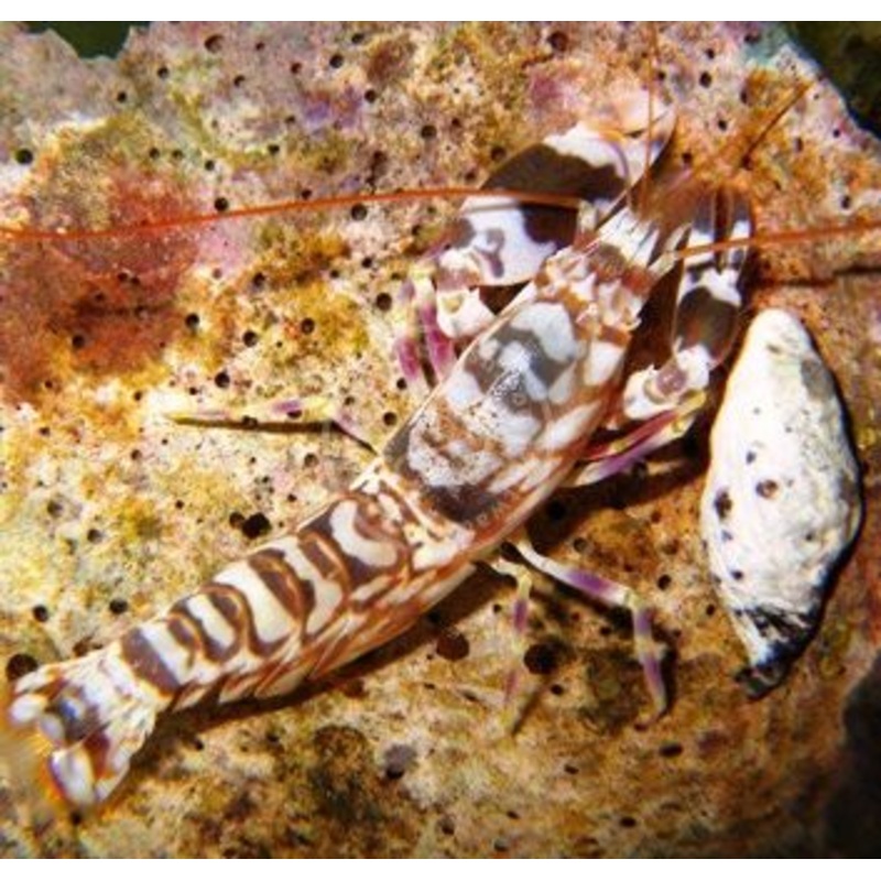 Alpheus bellulus