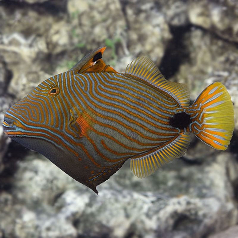 Balistapus undulatus