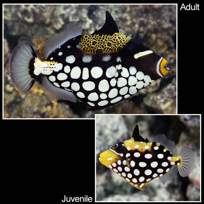 Balistoides conspicillum