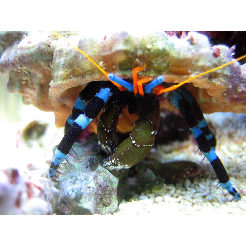Calcinus elegans