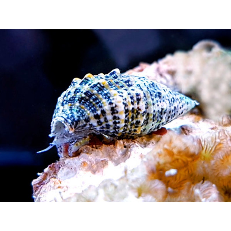 Cerithium spp.