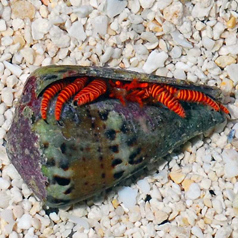 Ciliopagurus strigatus
