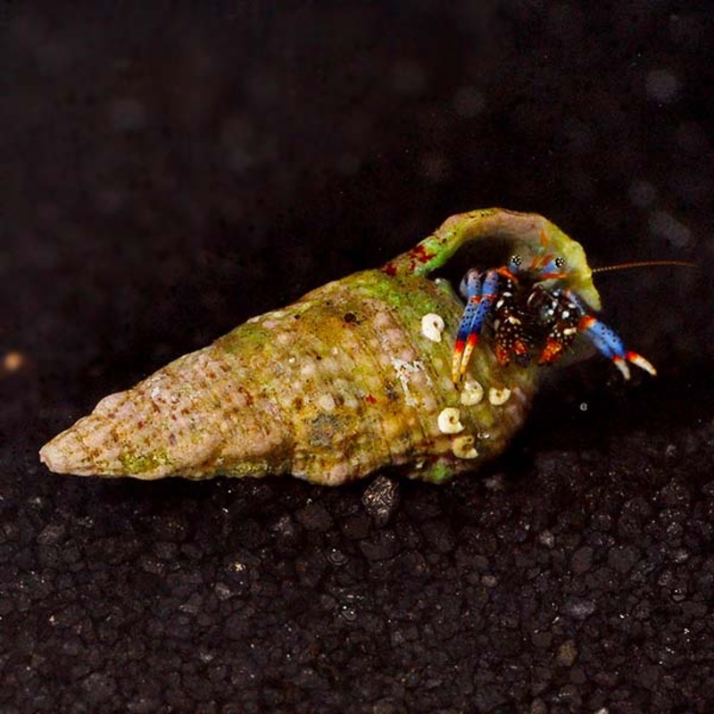 Clibanarius tricolor