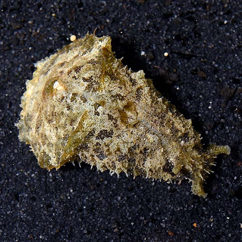 Dolabella auricularia