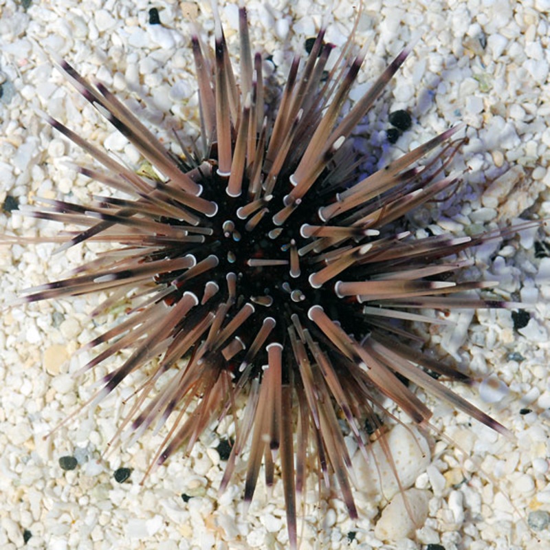 Echinometra Mathaei