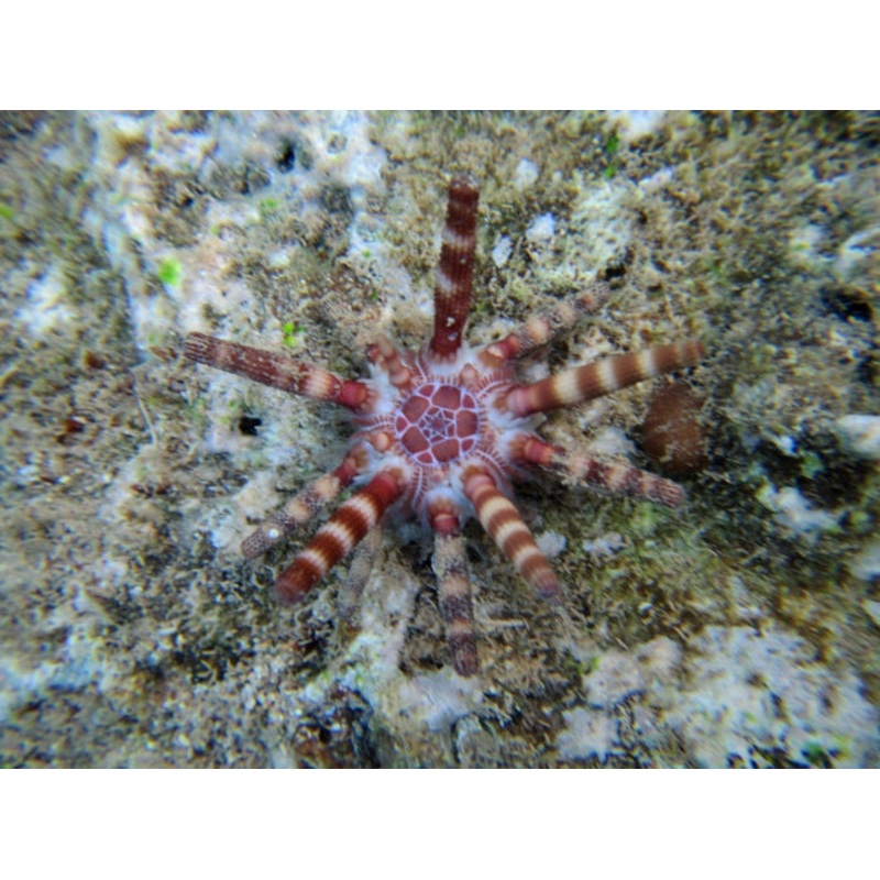 Eucidaris Metularia