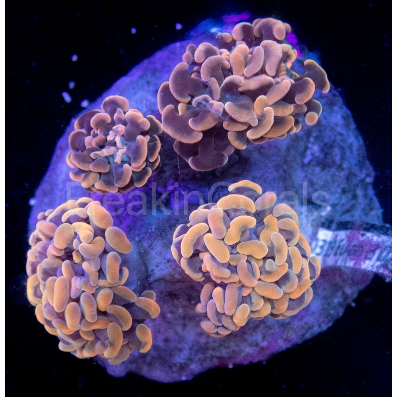 FK Gold Tip Paraancora (Four Heads)